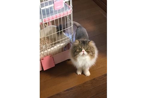 販売中のペルシャの親猫
